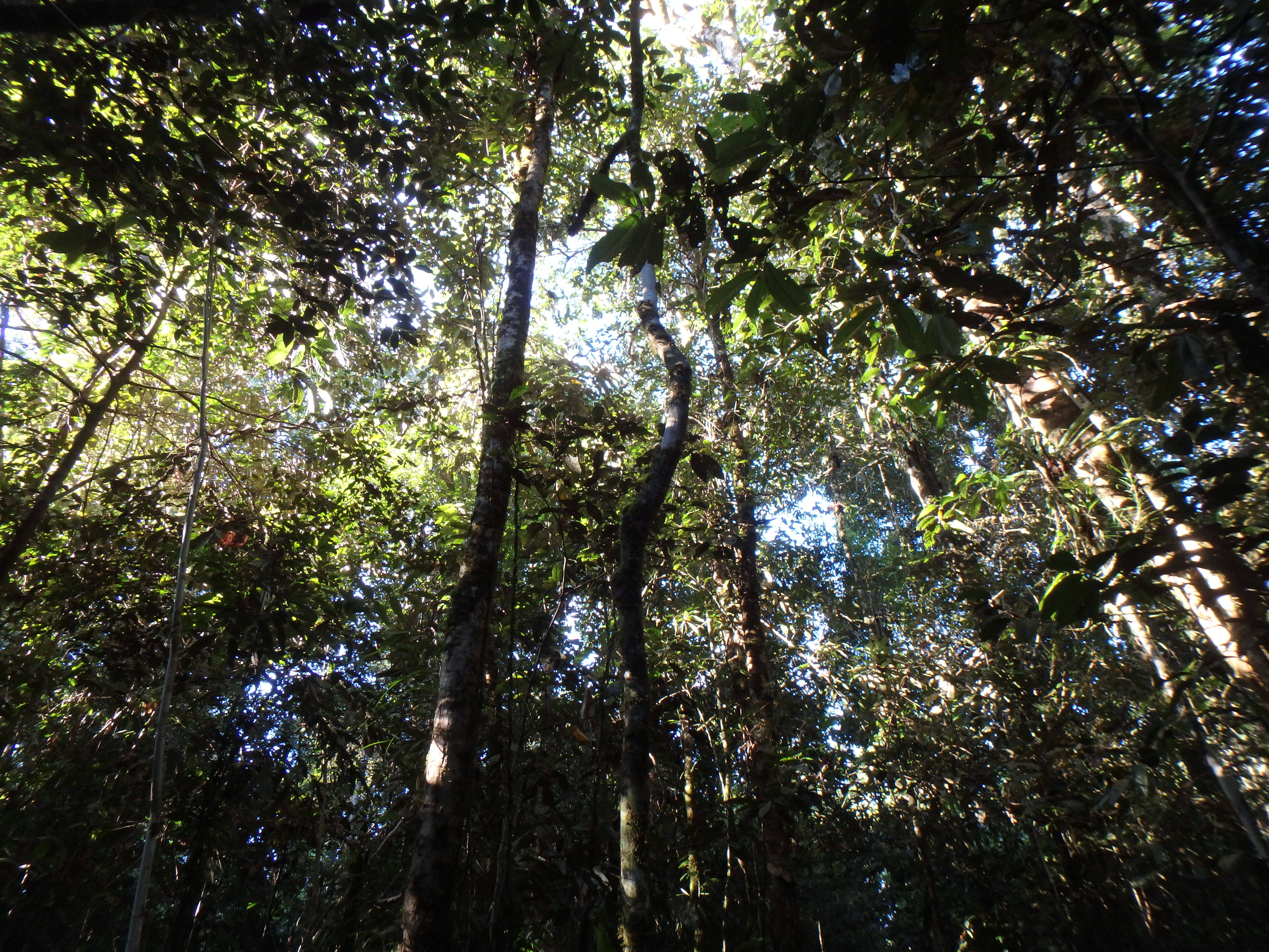 Rainforest canopy in Gunung Mulu National Park.